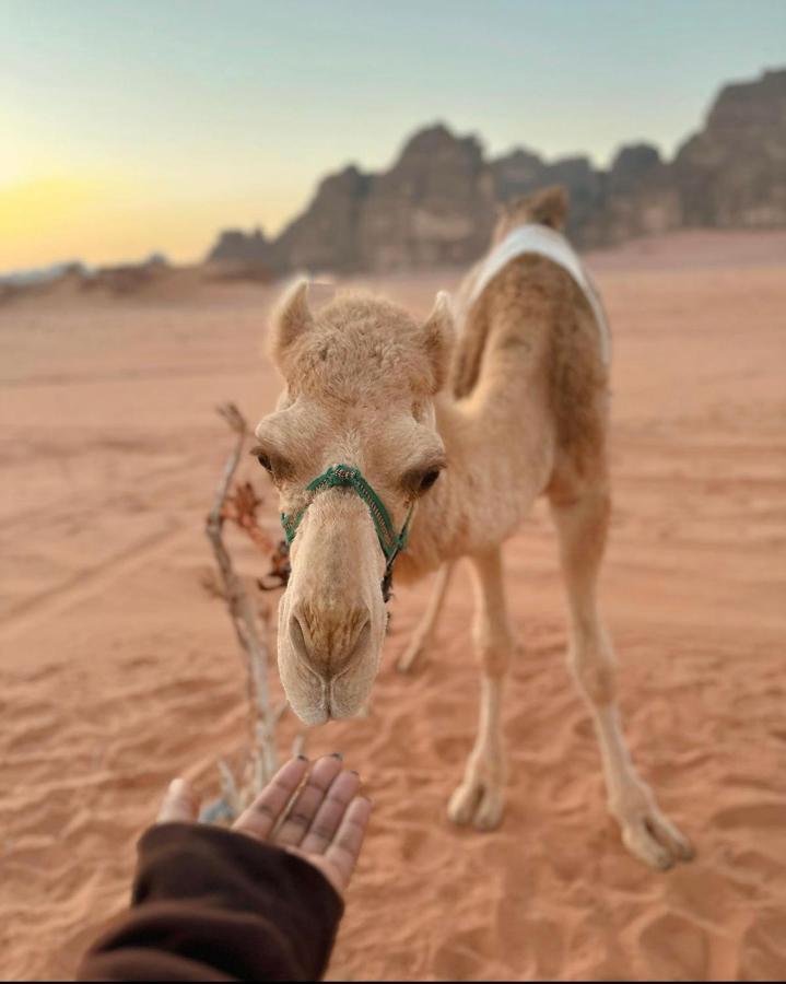 Wadi Rum Desert Camp Εξωτερικό φωτογραφία