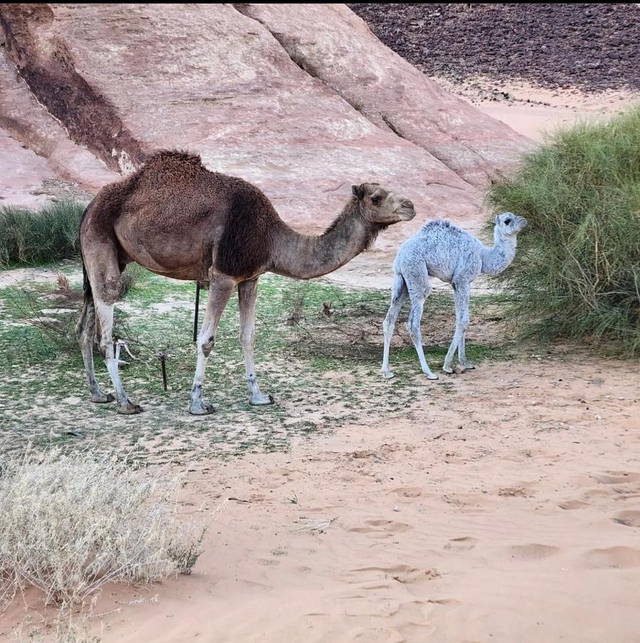 Wadi Rum Desert Camp Εξωτερικό φωτογραφία